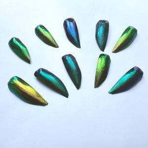 Puede incluir: Una colección de diez élitros de escarabajo iridiscentes dispuestos en semicírculo. Cada pieza individual muestra una paleta de colores metálicos cambiantes que transita entre tonos verde esmeralda vibrante, amarillo lima y azul real.