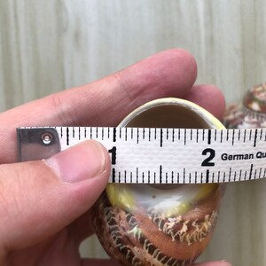 May include: A close-up of a seashell with brown and white stripes. The shell is about 1.5 inches in diameter and is being measured with a ruler. The ruler is marked in inches and has the words "German Quality" printed on it.