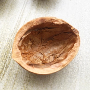 May include: A close-up of an empty, brown, walnut shell. The inside of the shell is smooth and has a light brown color.