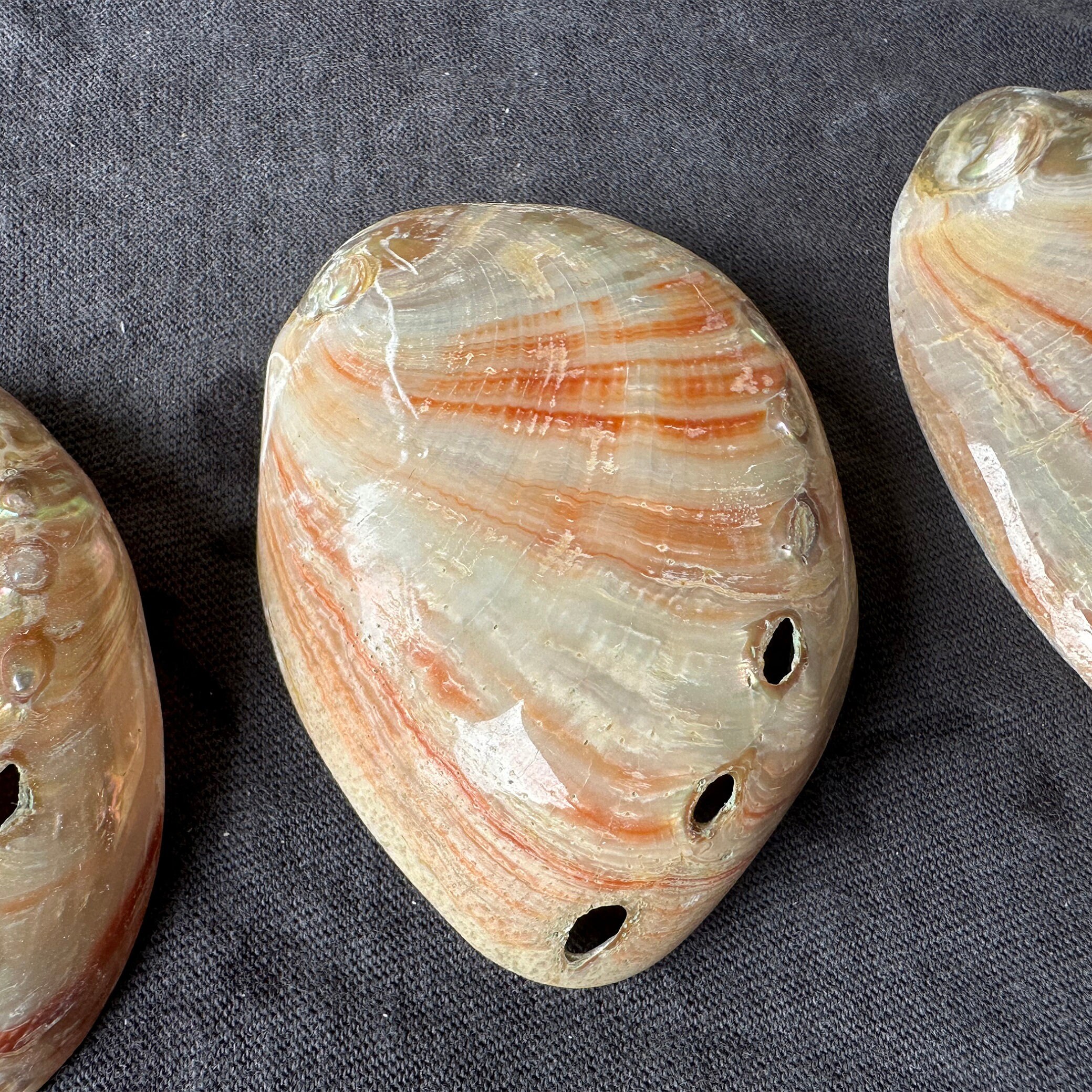 Red Abalone Shells (2-3"): Polished Natural Coastal Decor, Crafts - Etsy