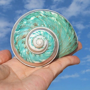 Big Size Blue and Green Stripe Polishing Hermit Crab Sea Shell, 1 7/8" - 2 1/4" Opening Hole.Growth Shells.Changing Shells.