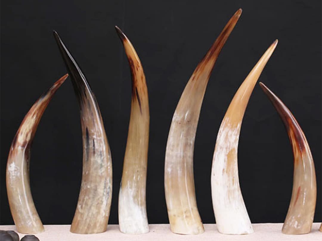 Multiple Sizes Big Polished Black Buffalo Horn, 824, Marbled Buffalo
