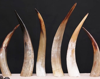 Multiple Sizes Big Polished Black Buffalo Horn, 8-24", Marbled Buffalo Horn.Bison Horn,Powder Horn,Real Buffalo Horn,Horn Drinking Cup.