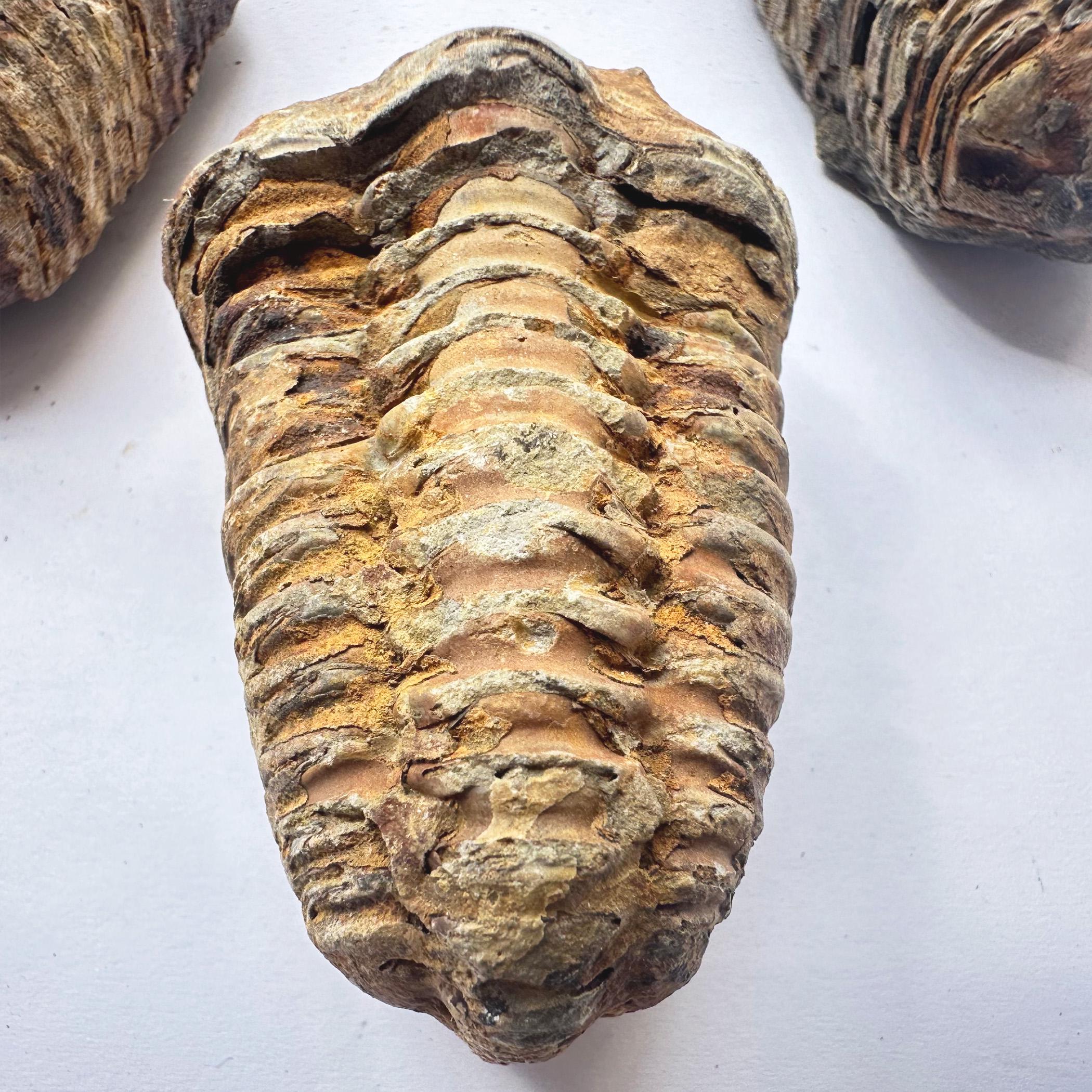Trilobite fossil - Etsy 日本