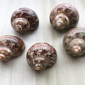 Tapestry turbo hermit crab 1" - 1 1/8" opening. Set of 5. Changing Shell,Polished Turbos,Medium Shellm,Growth Shells.