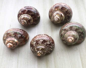 Tapestry turbo hermit crab 1" - 1 1/8" opening. Set of 5. Changing Shell,Polished Turbos,Medium Shellm,Growth Shells.