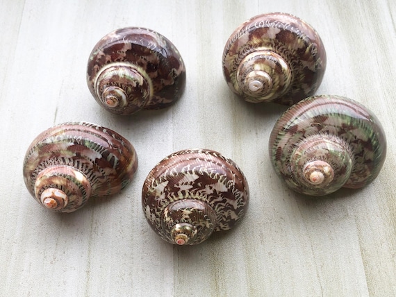 Polished Tapestry Turbo Shells: Medium Hermit Crab Shells, Set of 5 (1-1 1/8 inch)