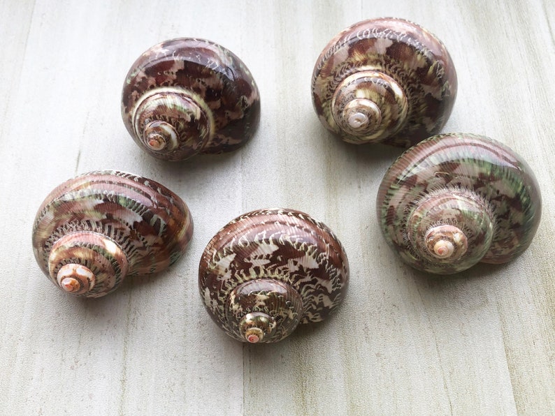 May include: Five brown and white seashells with intricate patterns. The shells are arranged in a circle on a light gray surface.