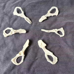 Pode incluir: Seis pequenos fragmentos de osso esbranquiçado estão dispostos sobre uma superfície cinza. Cada fragmento tem uma forma única, com uma abertura arredondada e uma extremidade pontiaguda. Os ossos parecem ser de um animal pequeno.