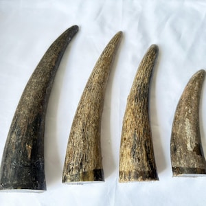 May include: Four brown and black animal horns of varying sizes. The horns are curved and have a rough texture.