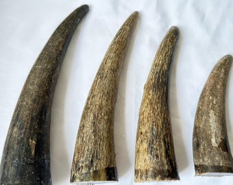 雄牛の角（1本のみ）黒色火薬や西洋装飾、工芸品に使用できる天然牛角