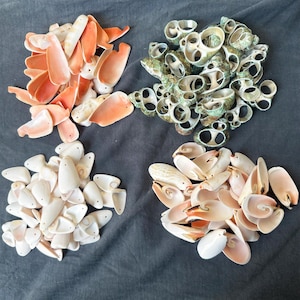 Puede incluir: Surtido de conchas marinas de diferentes formas, tamaños y colores. Las conchas están dispuestas en cuatro grupos: rosa y blanco, blanco, verde y marrón.