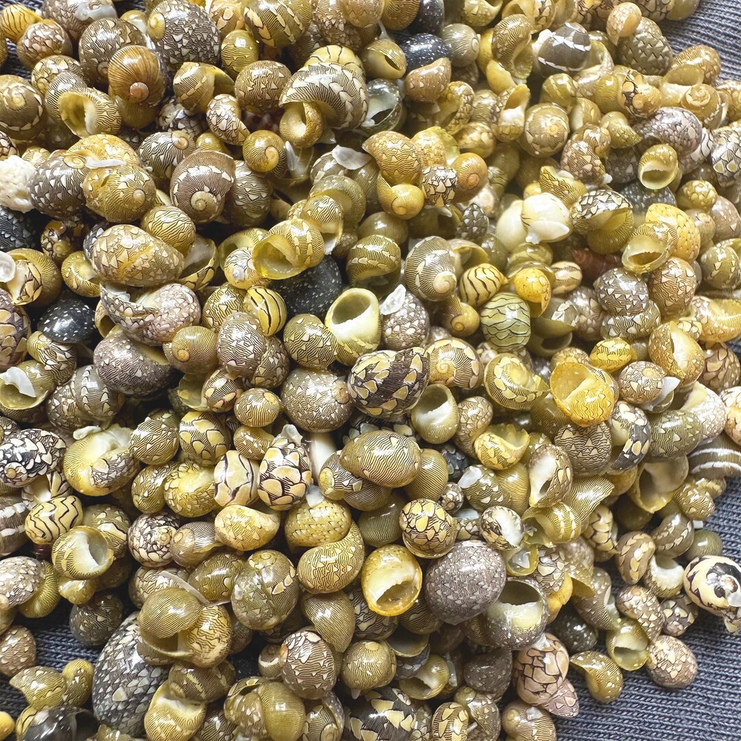 Tiny Natural Seashell Mix: Rich Colors, Shell Crafts (1-5 Oz Bulk