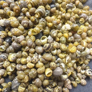 Puede incluir: Una colección de pequeñas conchas marinas decorativas en tonos marrones, crema y beige. Las conchas presentan patrones únicos y texturas, con espirales y diseños moteados. La imagen muestra una densa pila de estos tesoros naturales.