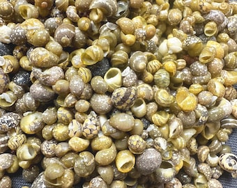Tiny Natural Seashell Mix: Rich Colors, Shell Crafts (1-5 oz Bulk Lot)