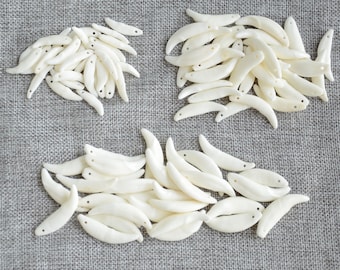 30 Polished Coyote Teeth: Real Bone Beads, 1-1.77 inch, Perforated
