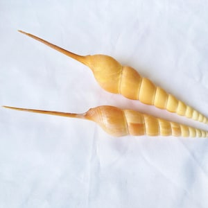 Big Size Long nosed Shell.Natural Shells,Precious Seashell.Specimen Shell.