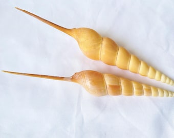 Concha de nariz larga de gran tamaño. Conchas naturales, concha preciosa. Concha de muestra.