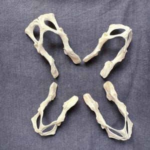 1-4 pcs real fox pelvis. Animal Bones. Bone for Crafts. Knive Making Craft.Real Animal Bones. Bone gift,Skull gift