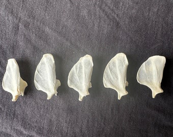 Real Fox Fan Bones: Sterilized Craft Supply, Oddity, Voodoo Art