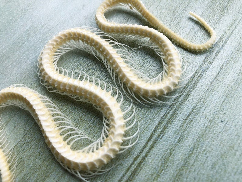 Real Whole Snake Bone. Includes Skull, Spine Vertebrae and Coccyx. Has Bleached and disinfected.Snake Skeleton.Real Skeleton,Real Skull image 4