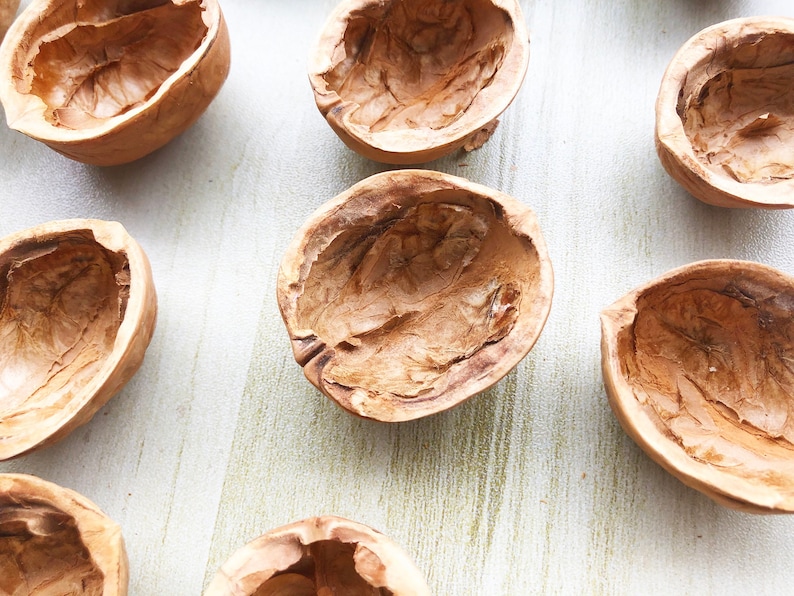 May include: A collection of empty walnut shells, each with a unique shape and texture. The shells are light brown and have a natural, rustic look. They are arranged on a white wooden surface.
