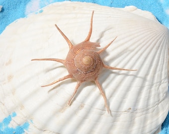 Big Size Rare Guildfordia Yoka Shell.Rare Seashells,Gems of the Sea,Natural shells.Specimen Shell.