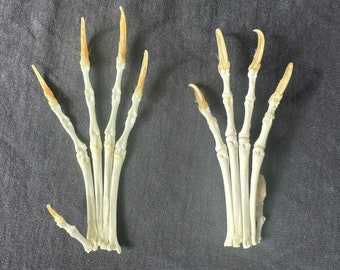 Real Fox Paw Bone: Gothic Witchcraft Altar Supply
