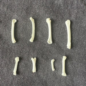 3-20 Real Mink Tail bone. Real bones wholesale. Gothic voodoo witchcraft craft art. Earrings ring supplies,Jewelry beads steampunk necklace