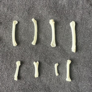 May include: A collection of eleven white animal bones of varying sizes and shapes, arranged on a gray textured surface.