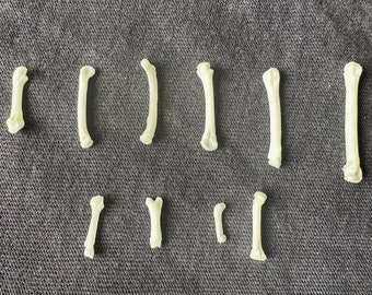 3-20 Real Mink Tail bone. Real bones wholesale. Gothic voodoo witchcraft craft art. Earrings ring supplies,Jewelry beads steampunk necklace