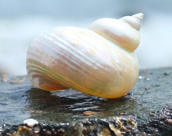 Big Size White Hermit Crab Sea Shell, 1 1/5" - 2 " Opening Hole.Growth Shells.