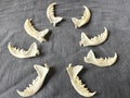 2-8 pcs  Animal Jawbone Taxidermy knife handle. Animal Bones,Knive Handle. Knive making craft. Real Animal Bones. product logo