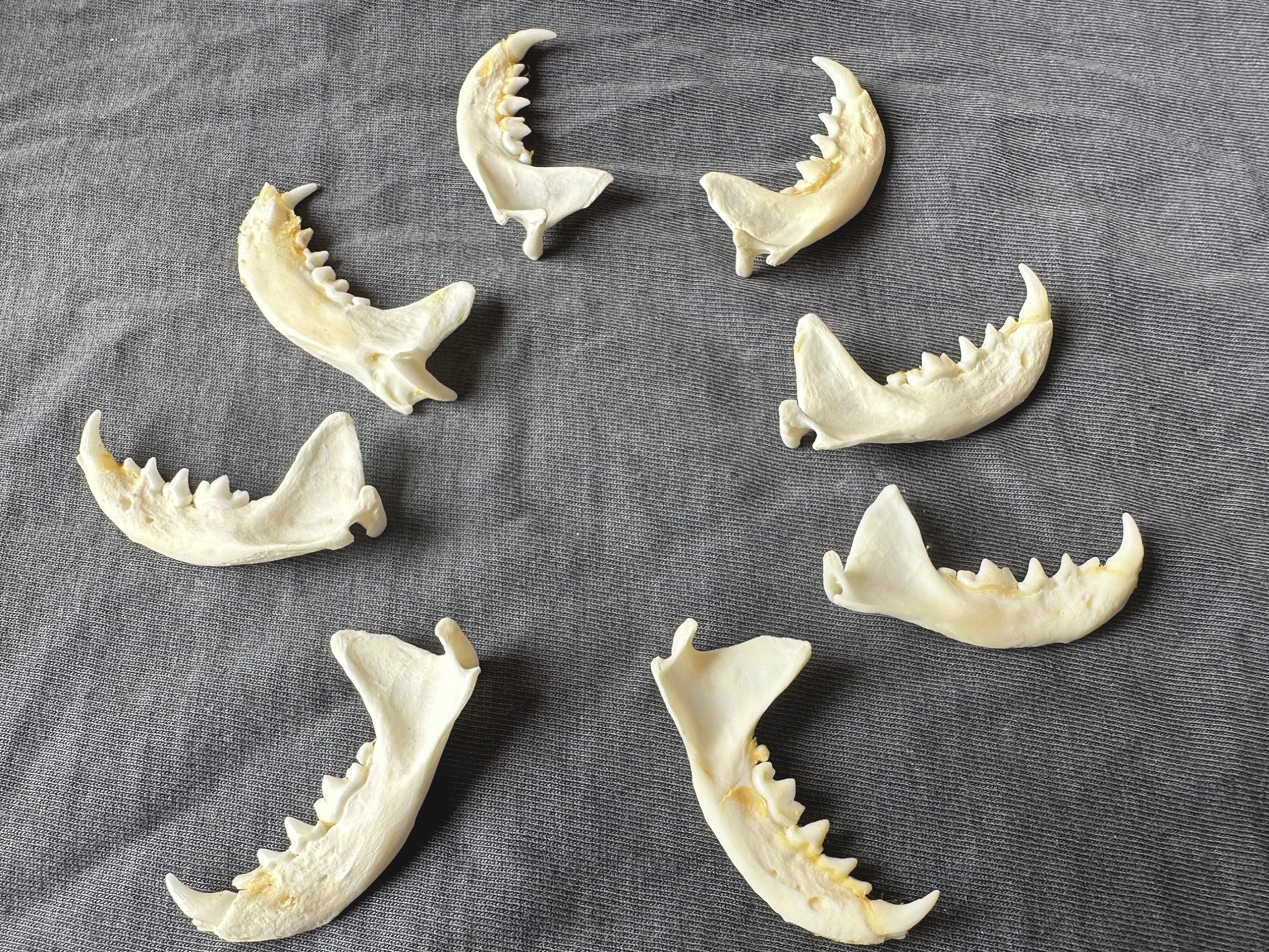 2-8 Pcs Mink Jawbone Taxidermy Knife Handle. Animal Bones,knive