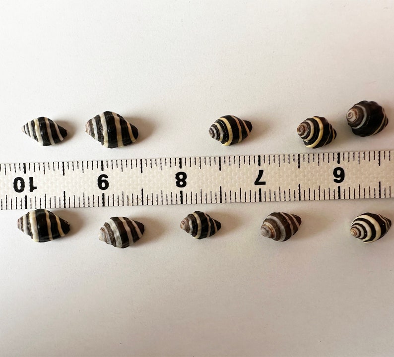 Beehive Shell Small Beehive Shells: Black & White Tiny Seashells - 20-100 Pcs - Etsy ...