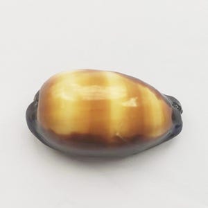 Pode incluir: Uma concha lisa de forma ovalada com um padrão de listras marrons escuras e marrons claras. A concha tem um acabamento brilhante.
