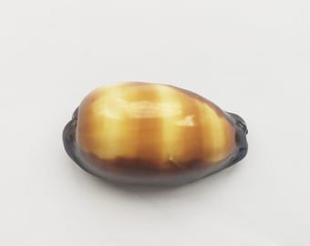 Conchas raras. Conchas naturales, conchas preciosas para manualidades. Concha de muestra.