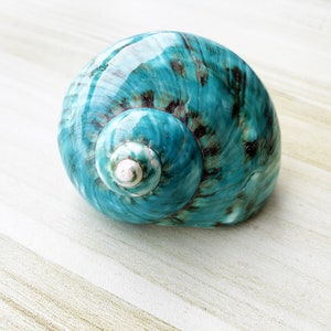 Large Polished Jade Turbo Shell for Hermit Crabs (1 4/5 - 2 1/4 inch) image 2