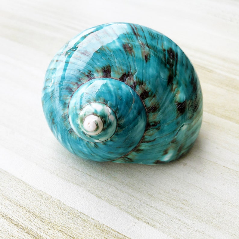 Large Polished Jade Turbo Shell for Hermit Crabs (1 4/5 - 2 1/4 inch) image 2