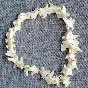 25 pcs Fox Bone Vertebrae. A Complete String of Fox Spines.