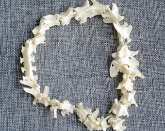 25 pcs Fox Bone Vertebrae. A Complete String of Fox Spines.