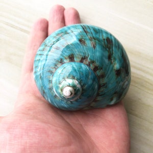 Large Polished Jade Turbo Shell for Hermit Crabs (1 4/5 - 2 1/4 inch) image 3