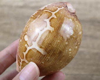 Rarely Map Shell.Natural Shells,Precious Seashell.Specimen Shell.