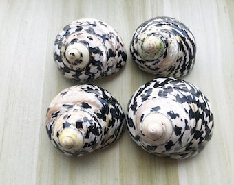 Polished Turbo Shell for Hermit Crabs: Large Meg Pie Shell (1-2 inch)