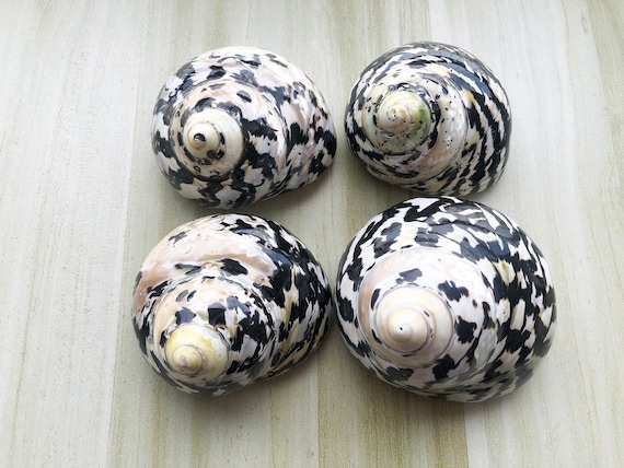 Polished Turbo Shell for Hermit Crabs: Large Meg Pie Shell (1-2 inch)