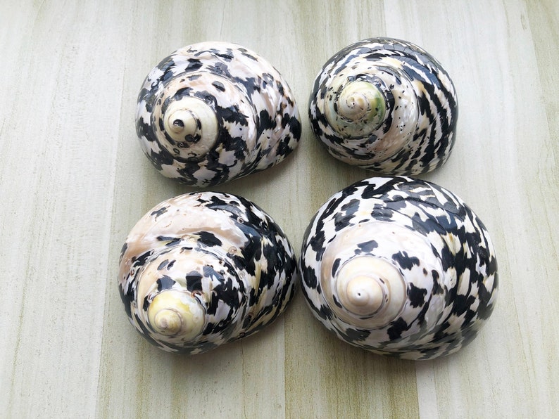 May include: Four black and white seashells with a spiral pattern. The shells are arranged in a square shape on a light wood surface.