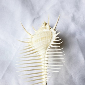 Comb Like Shells Big Size Murex Pecten Venus Comb Seashell.natural Shells,precious ...