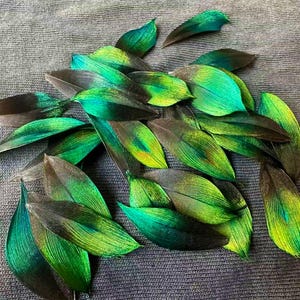 May include: A collection of iridescent green and black feathers. The feathers have a vibrant, glossy appearance with a gradient of colors, transitioning from deep black to bright green and yellow. The feathers are arranged on a textured gray surface.