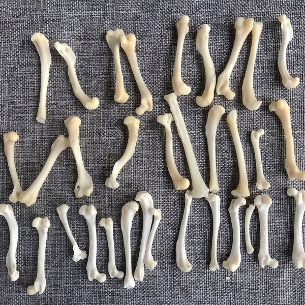 10 pack real animal bone.Mainly fox and mink bones.real bones.