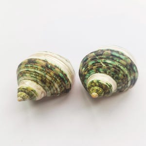 1 pcs Green Stripe Polishing Hermit Crab Sea Shell,4/5&quot; - 1&quot; Opening Hole.Growth Shells.Changing Shells.